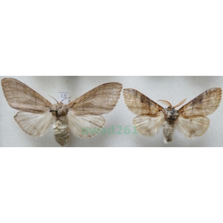 Calliteara pudibunda (Linnaeus, 1758) pair Szczotecznica szarawka Czech12l